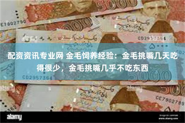 配资资讯专业网 金毛饲养经验：金毛挑嘴几天吃得很少，金毛挑嘴几乎不吃东西