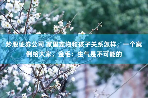 炒股证券公司 家里宠物和孩子关系怎样，一个案例给大家，金毛：生气是不可能的