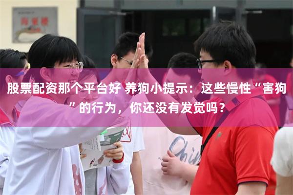 股票配资那个平台好 养狗小提示：这些慢性“害狗”的行为，你还没有发觉吗？