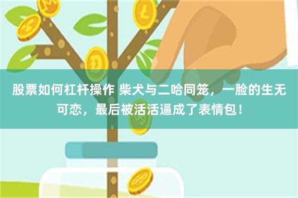 股票如何杠杆操作 柴犬与二哈同笼，一脸的生无可恋，最后被活活逼成了表情包！