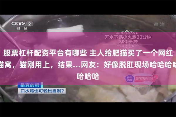 股票杠杆配资平台有哪些 主人给肥猫买了一个网红猫窝，猫刚用上，结果...网友：好像脱肛现场哈哈哈哈