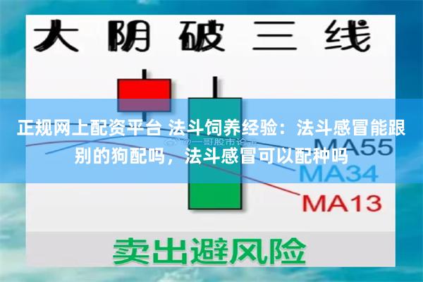 正规网上配资平台 法斗饲养经验：法斗感冒能跟别的狗配吗，法斗感冒可以配种吗